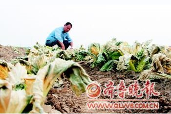 30多亩白菜被喷农药致绝产 百草枯竟成作案工具