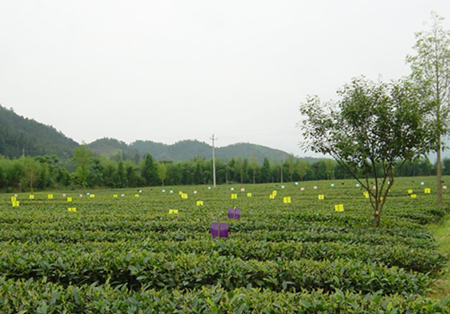 大田县植保站积极开展茶树病虫绿色防控,保护农业生态环境,取得初步成效。